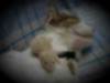 sleepycat_mouse.jpg (9017 Byte)